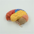 Schädel-Gehirnmodell des menschlichen Schädel des kundenspezifischen Logoentwurfs